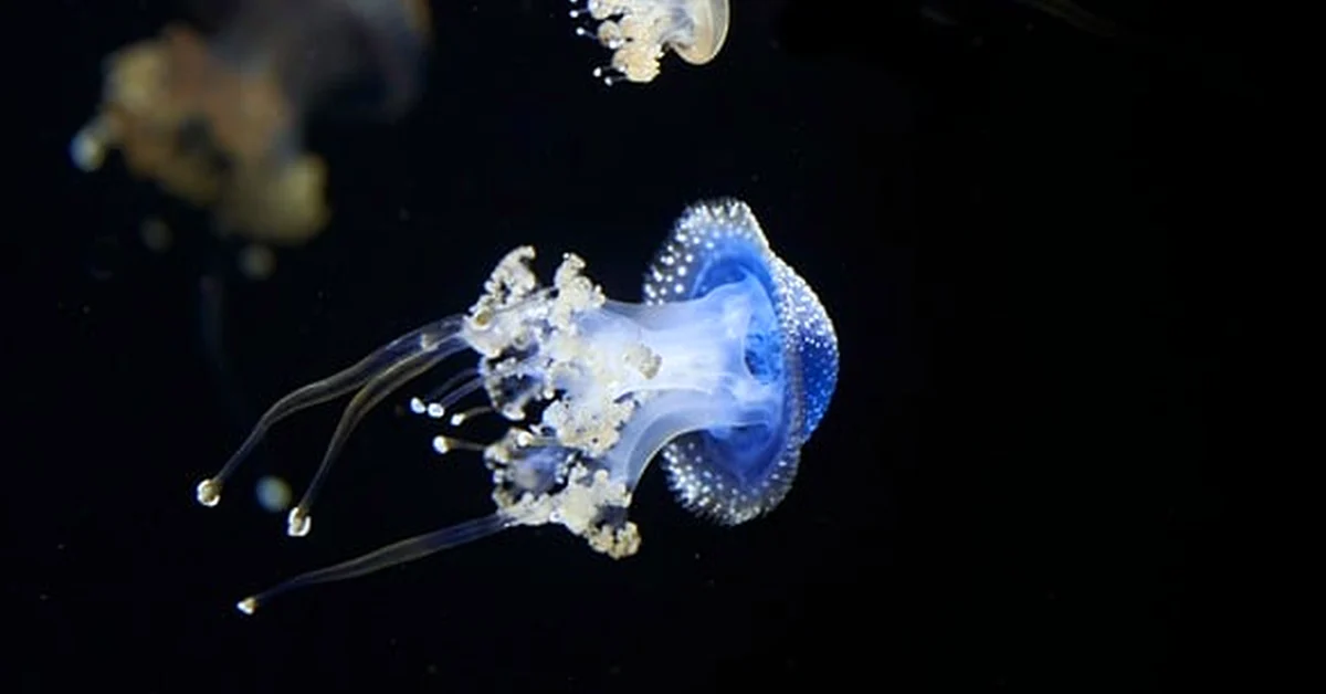 Comparativas de acuario: compra con criterio