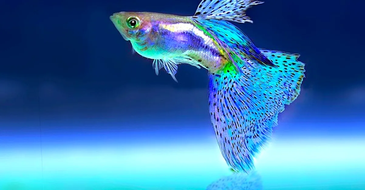 Comprar peces, plantas y equipo juntos es un error
