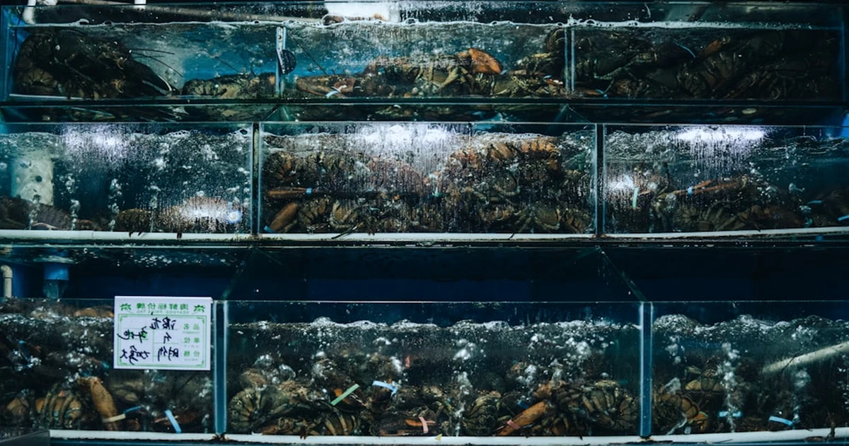 Comprar un acuario EHEIM por el kit puede salir caro