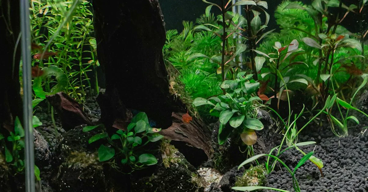 Corregir el pH del agua dulce puede estresar peces