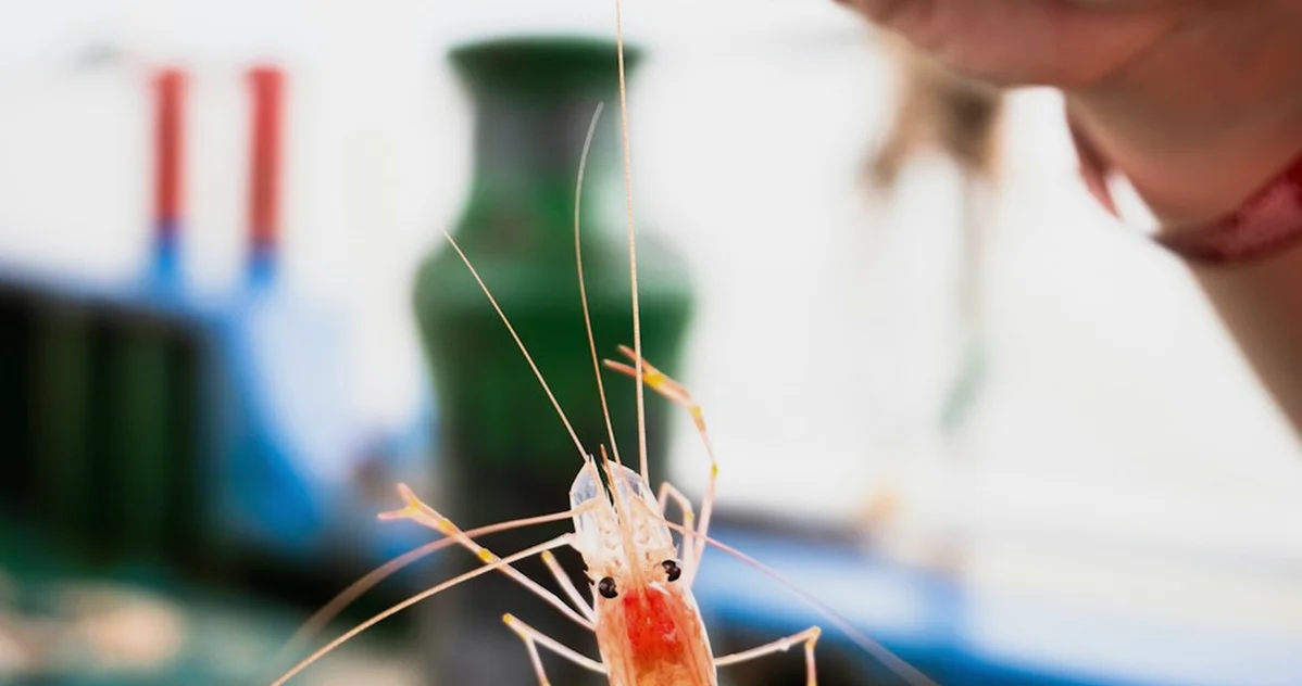 Dar comida de más ensucia el acuario de gambas
