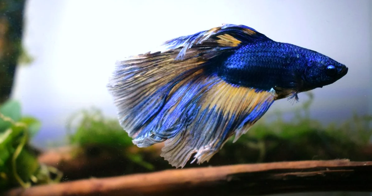 El error de elegir peces nano solo por centímetros