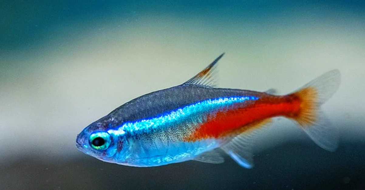 El tipo de comida que ensucia tu acuario sin verlo