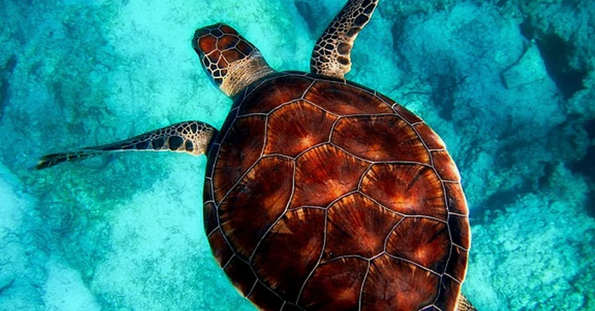 En España, vender tortugas acuáticas no las legaliza