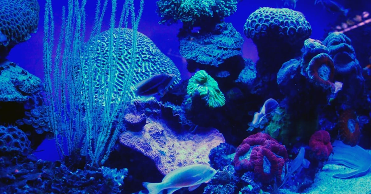 En tu acuario, el caudal decide qué hace el filtro UV