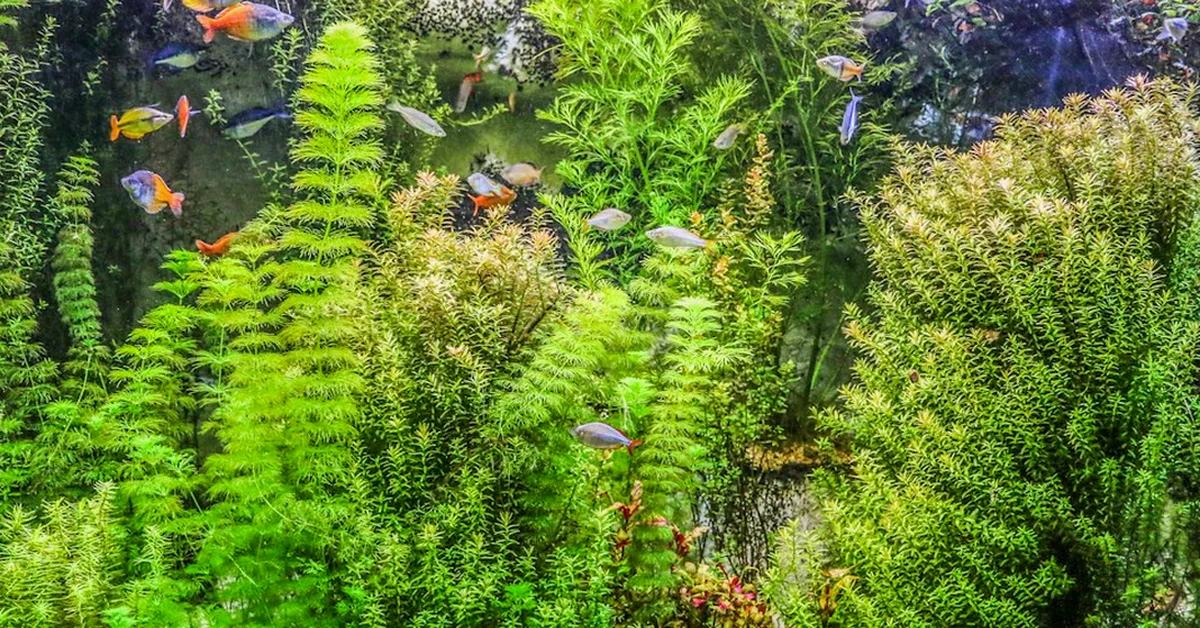 Limpiar a fondo el filtro eleva el nitrito del acuario