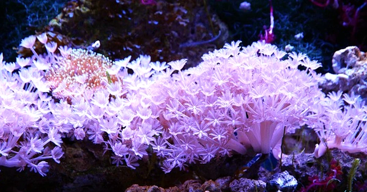 Más litros hacen más estable una pecera nano cúbica