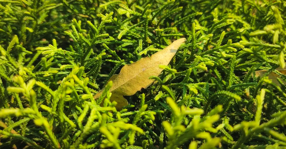 Más luz puede dejar pelada tu Rotala en el acuario