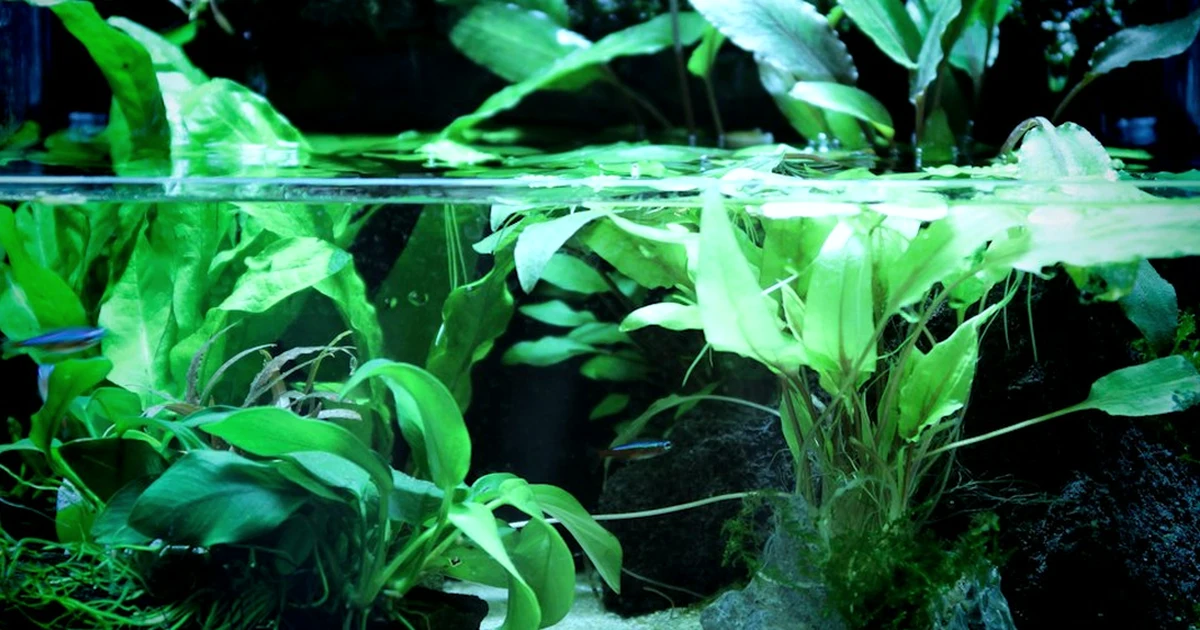 Medir el agua con TDS no detecta nitritos en el acuario