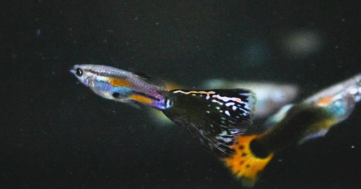 Meter guppys sin ciclar el acuario provoca bajas