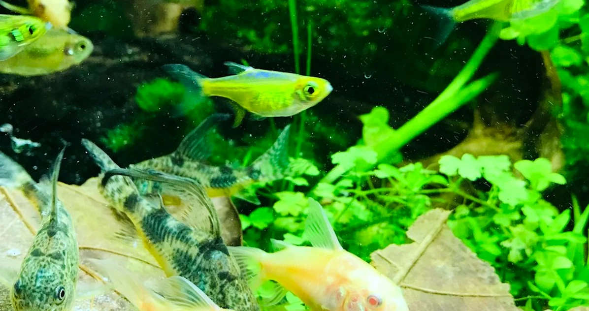 Mezclar corydoras no crea un cardumen