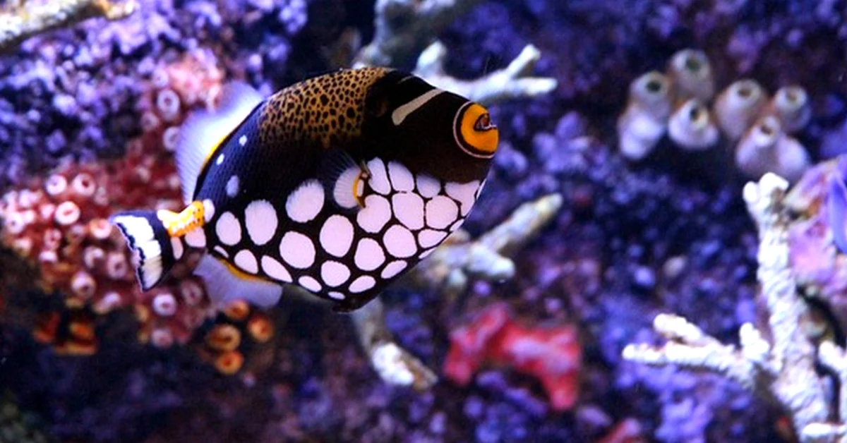 No compres un acuario Aquatlantis solo por sus litros
