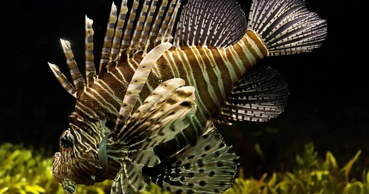 No entierres la corona de tu Echinodorus de acuario