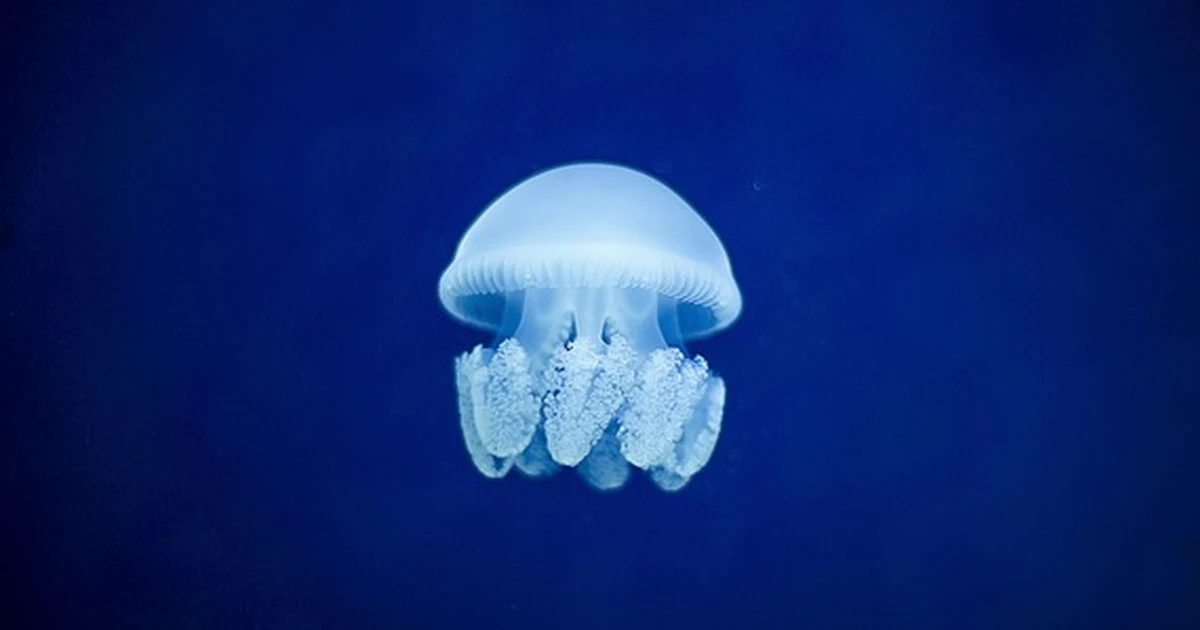 No todo gusano rojo del acuario es un gusano de sangre