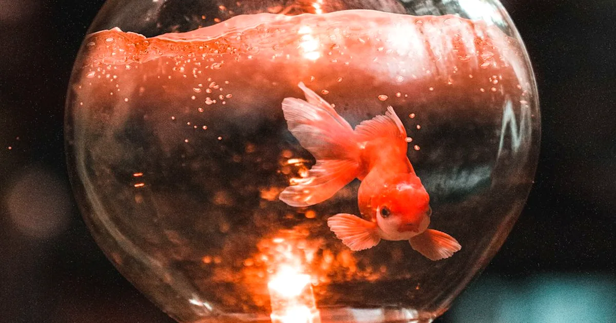 No uses una lámpara UVB para tratar el agua del acuario