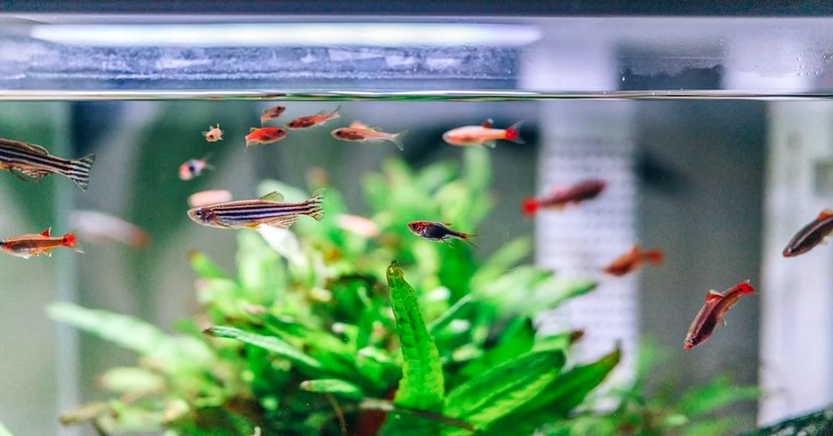 Para tu primer acuario, pocos litros dan más trabajo