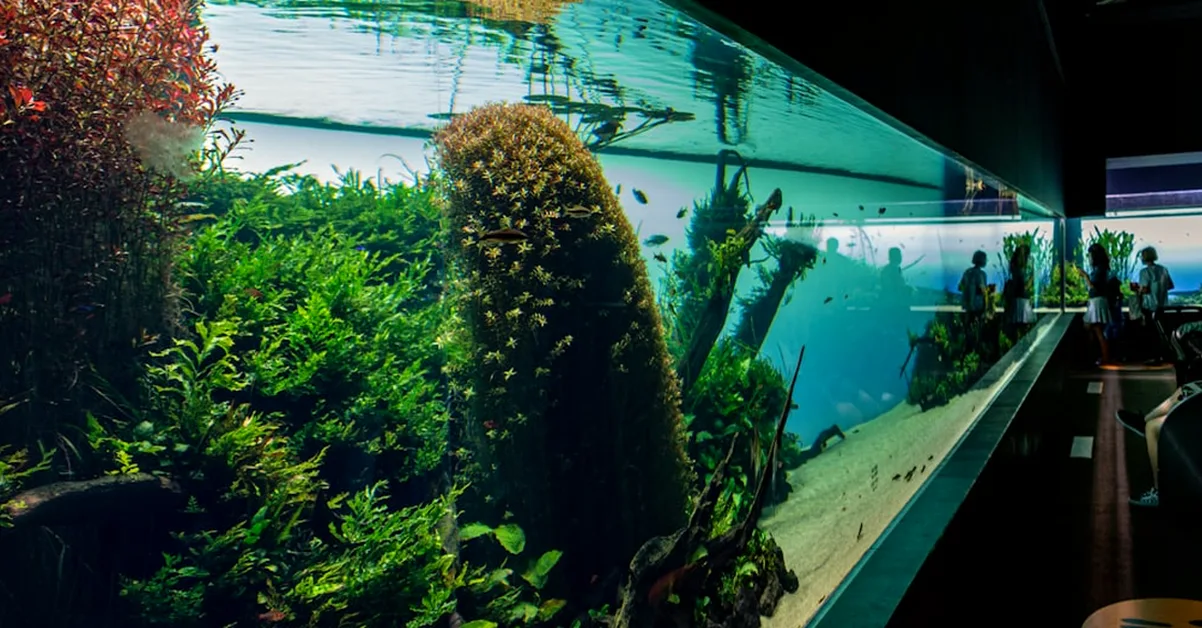 Plantar plantas de acuario sin medir la luz las arruina