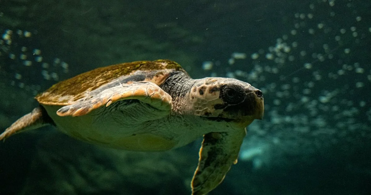 Si tu tortuga está apática, no bajes la temperatura