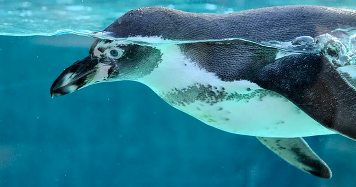 Tu acuario de agua fría falla en una pecera pequeña