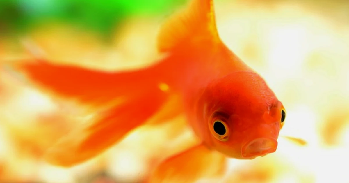 Tu goldfish no cabe en una pecera pequeña
