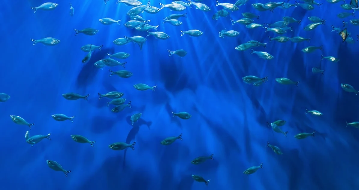 Tu pez koi puede saturar el acuario antes de crecer mucho
