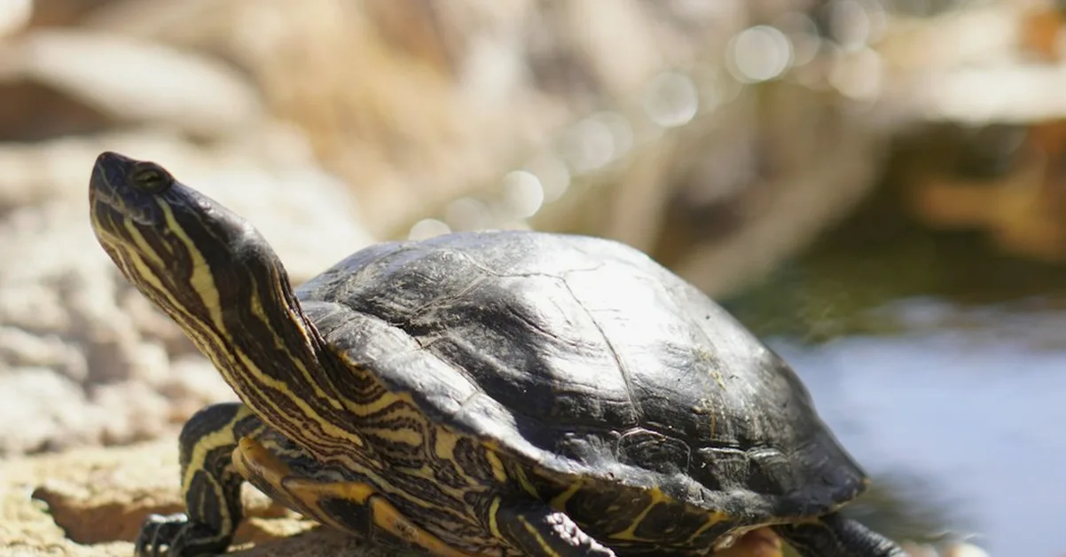 Tu tortuga adulta puede engordar con dieta de cría