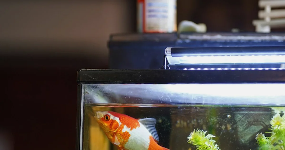 Un acuario de 120 litros no tiene 120 litros útiles