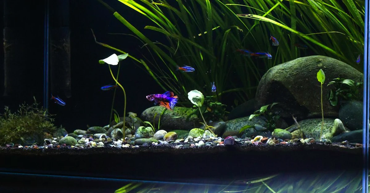 Un acuario de 150 litros puede pesar más de 180 kg
