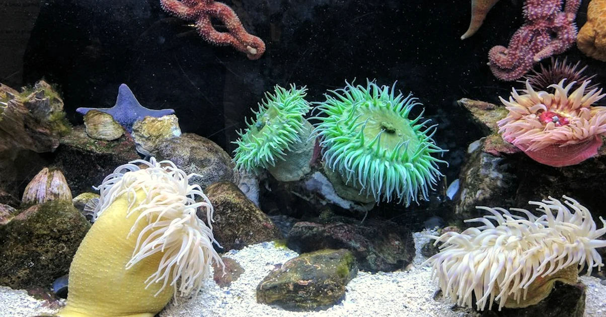 Un acuario de 180 litros no fija cuántos peces caben