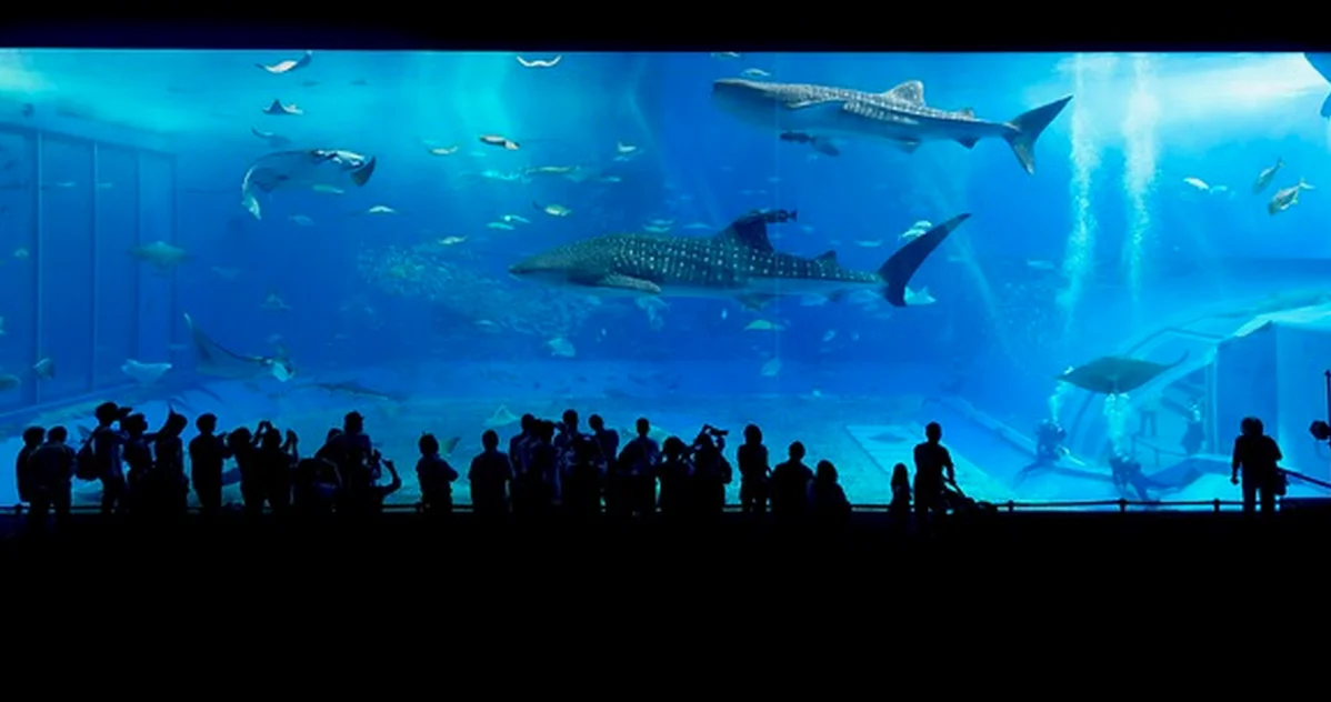 Un acuario marino falla si compras peces sin ciclar