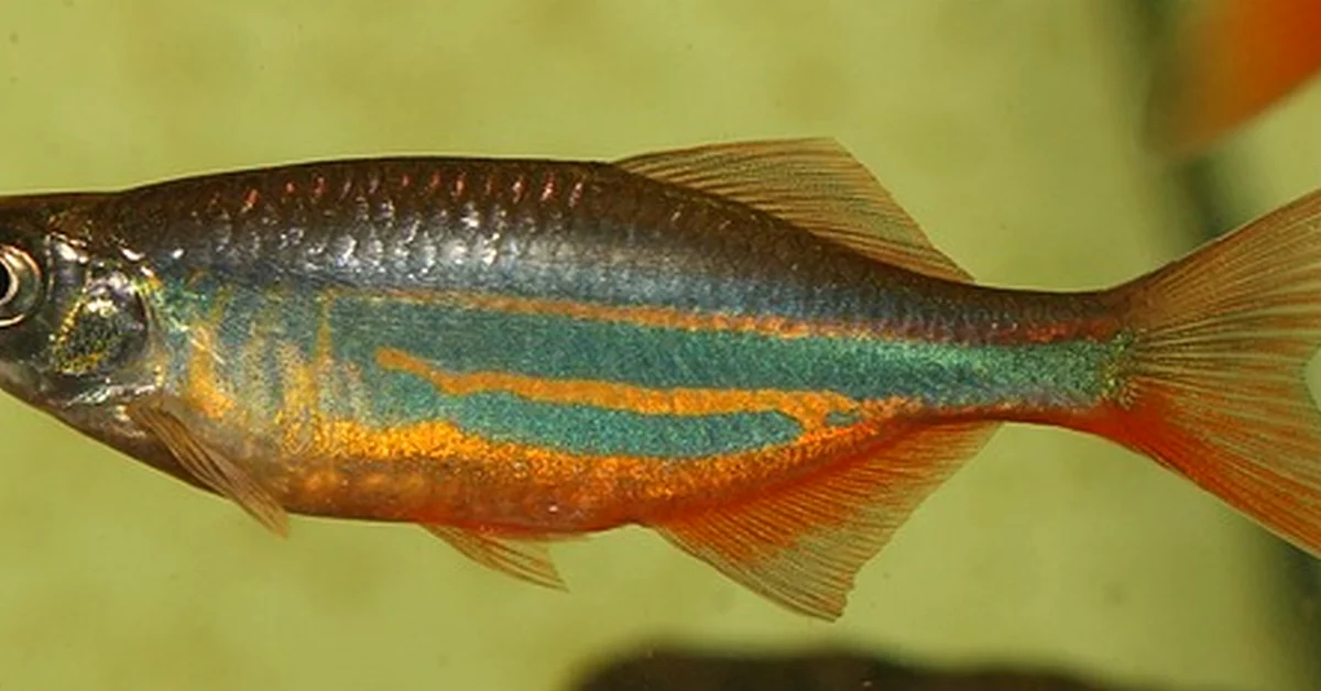 Un cardumen pequeño estresa a tus peces danio
