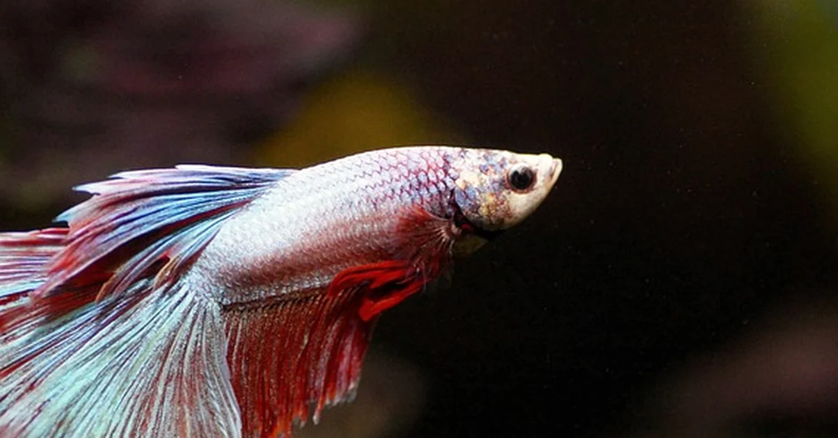 Un estanque no siempre admite más peces que un acuario