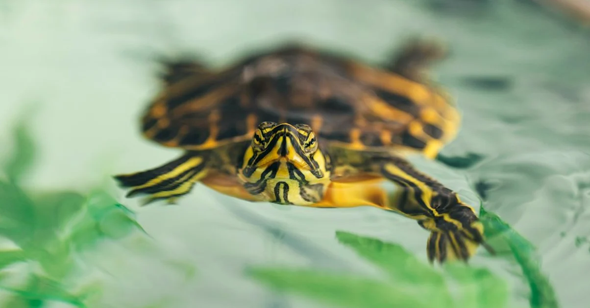 Un filtro pequeño enturbia el agua de tus tortugas
