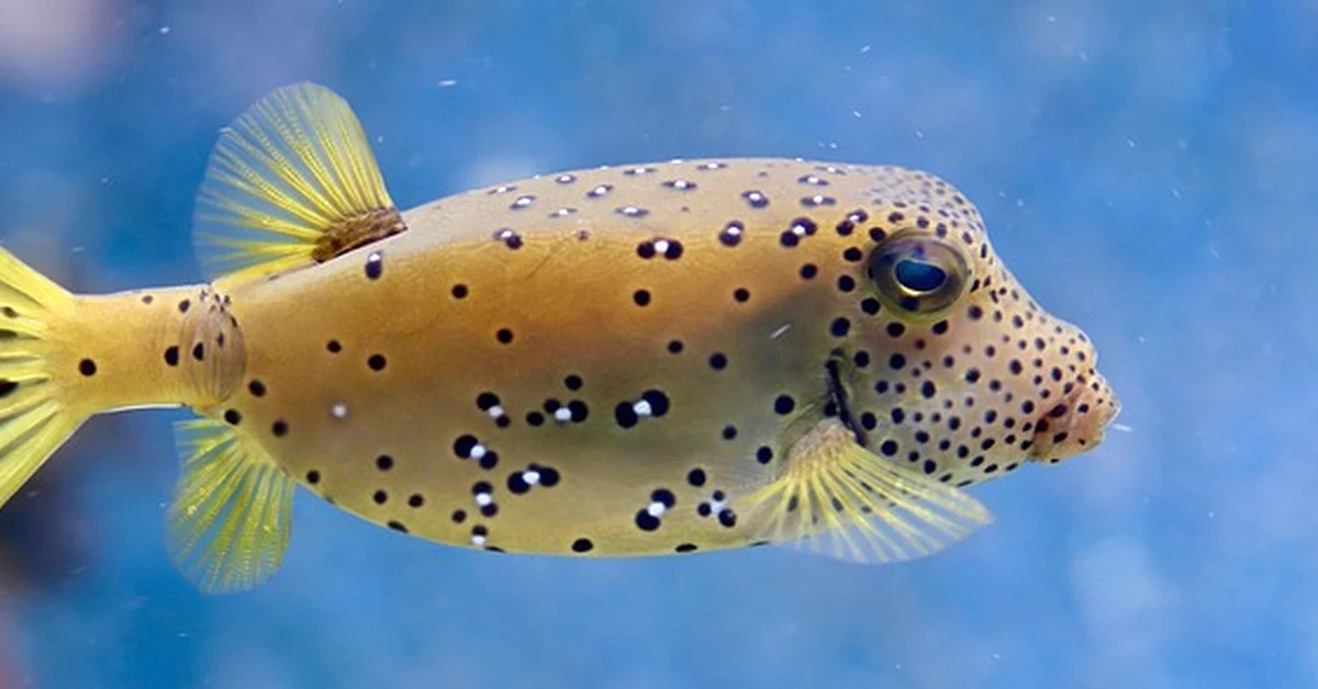 Un otocinclus no salva un acuario inmaduro